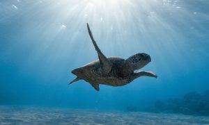 turtle swimming under deep blue ocean sunlight
