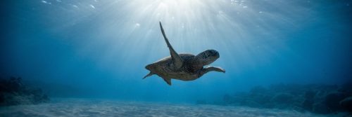 turtle swimming under deep blue ocean sunlight