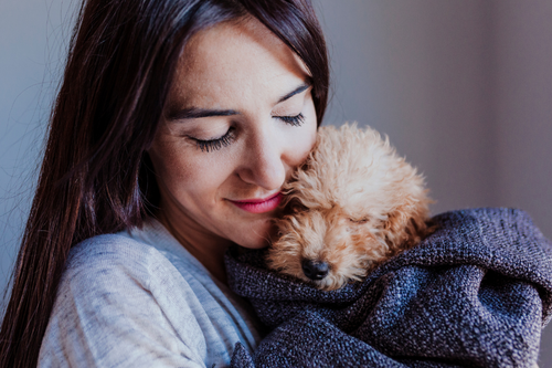 portrait of a Cute brown toy poodle with his young woman owner at home, daytime, indoors.