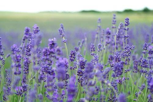 lavender plant