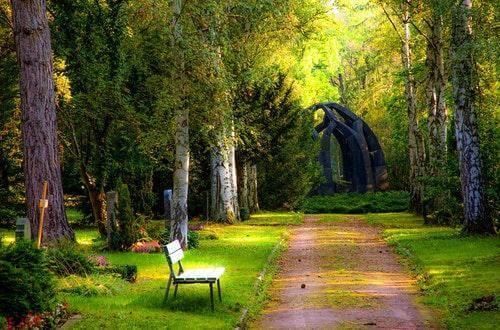 Trees and Bench in a Park