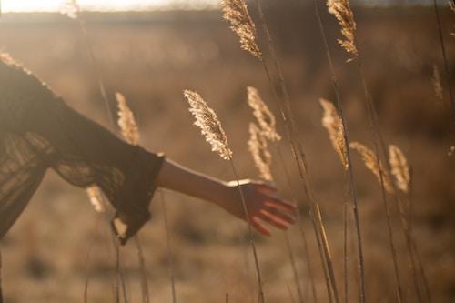 A woman touching wheat in the sun