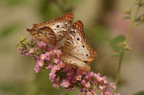 Butterflies