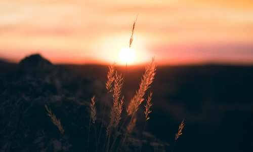 sunrise, wheat