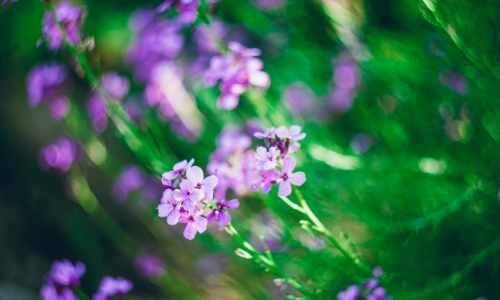 Purple Flowers, present