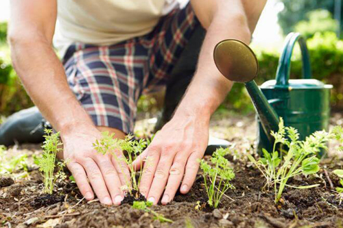 Person gardening