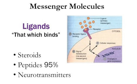 Messenger Molecules