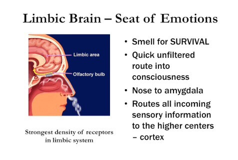 Limbic brain
