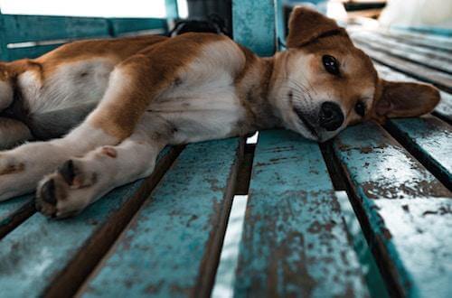 Puppy laying down