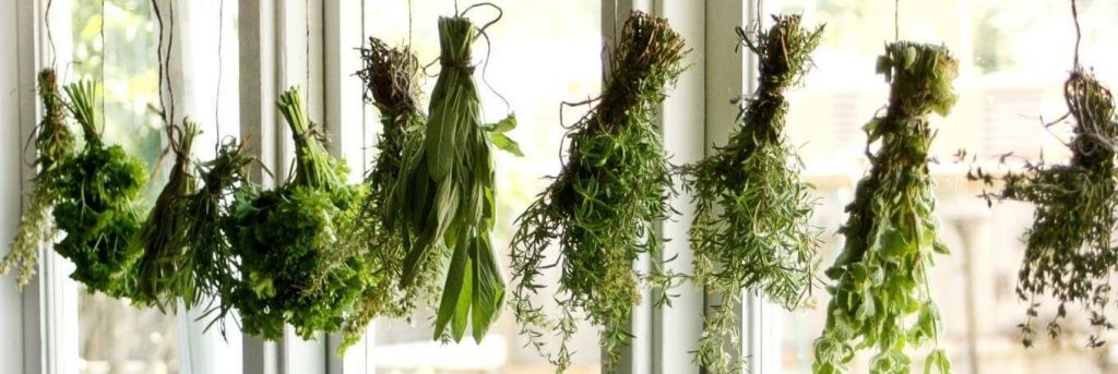herbs hanging on window