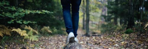 legs standing on rock in forest