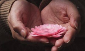 hands holding pink lotus