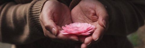 hands holding pink lotus