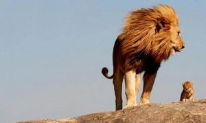 lions stand on rock