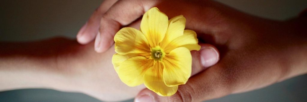 two hands holding yellow flower