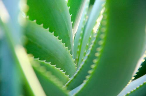 Aloe Gel