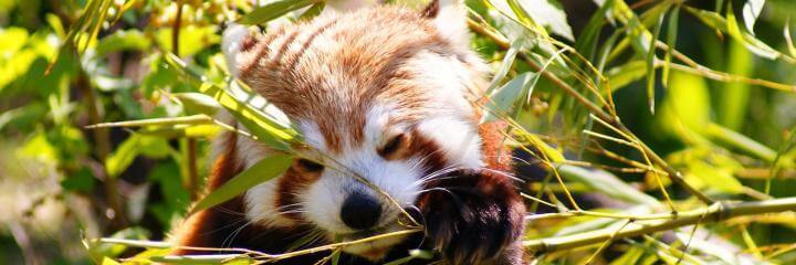 How to Make a Difference This Endangered Species Day